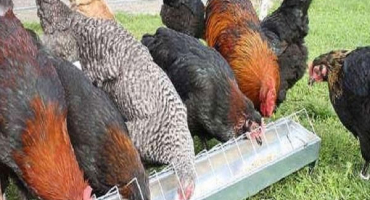 Kolik a jak správně dát kuřatům křídu, vlastnosti použití